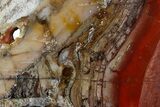Stromatolite Slice - Pilbara, Australia ( Billion Years) #180169-1